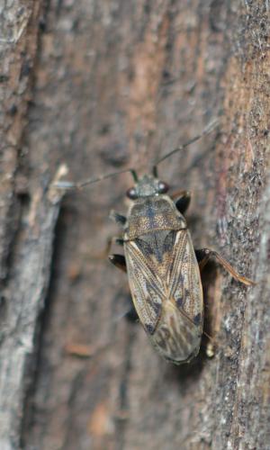 Peritrechus gracilicornis